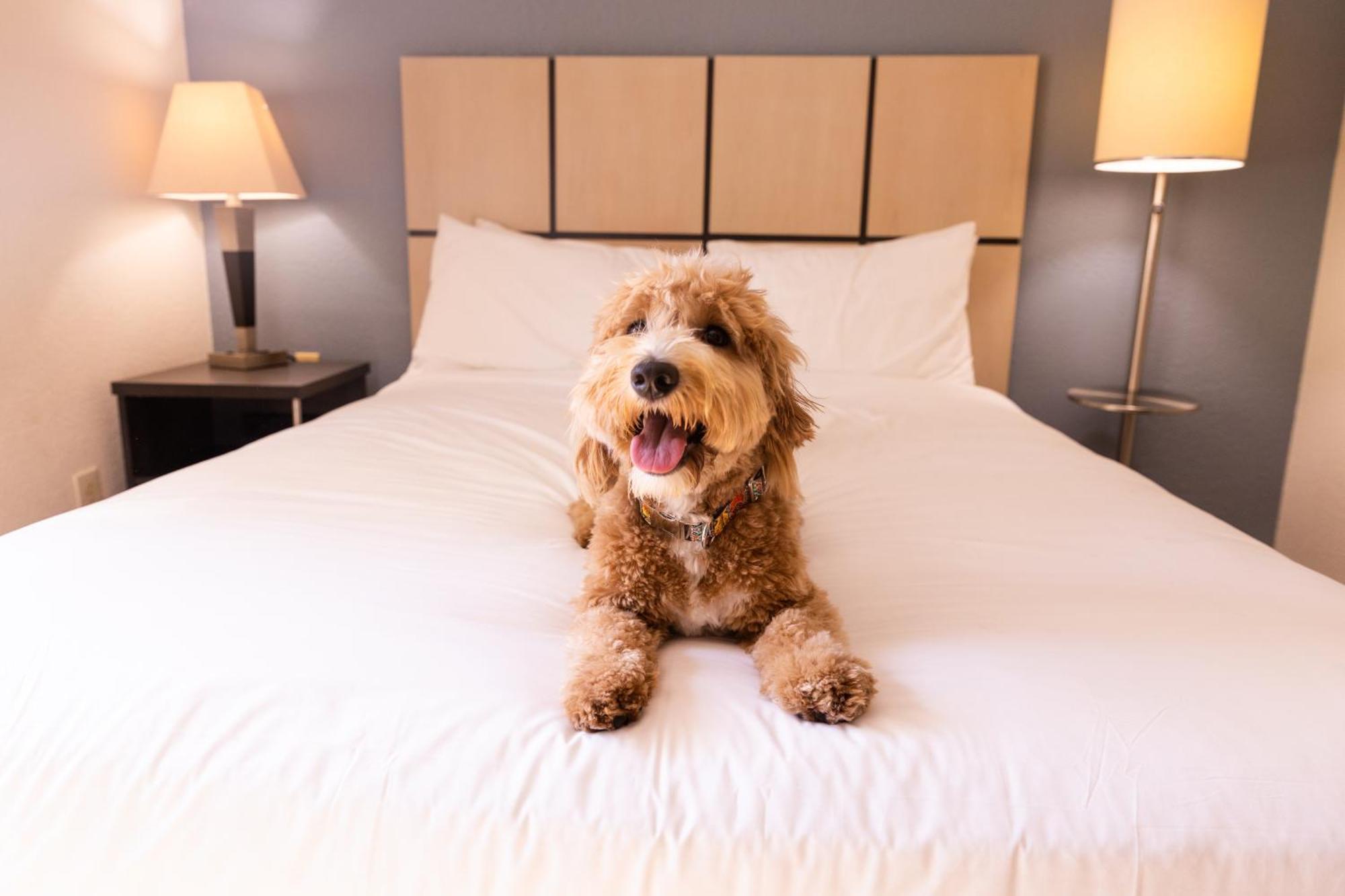 Sonesta Simply Suites Memphis East Poplar Pike Eksteriør bilde
